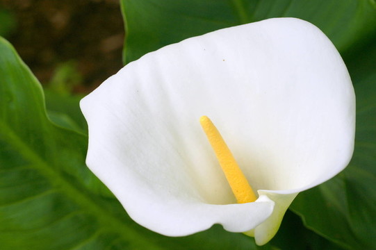 花園