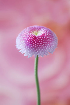 雛菊粉色