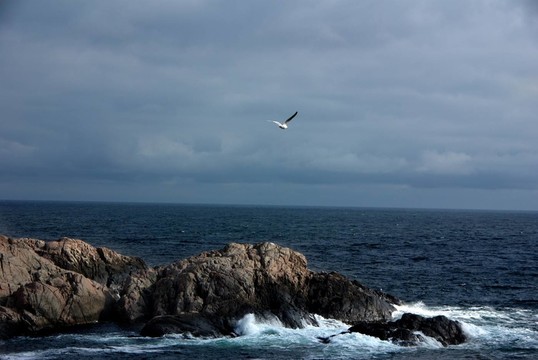 海鷗在海上