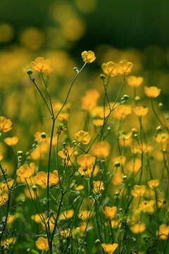 開花
