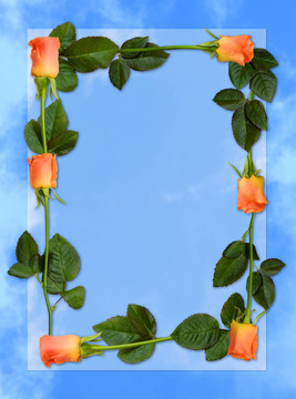 玫瑰花