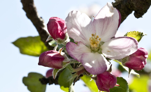 apfelbllüTE