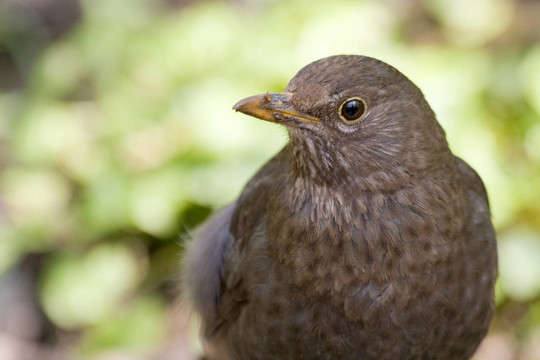 黑鳥的肖像