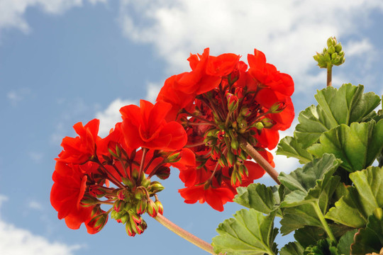 開花