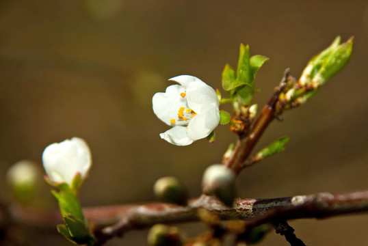 野生櫻桃樹的白花