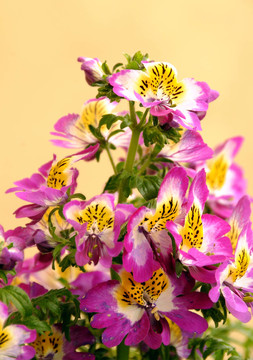 櫻花