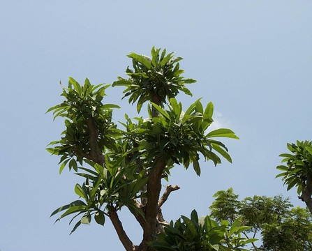 掌心對(duì)著藍(lán)天
