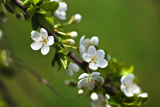 蘋果花