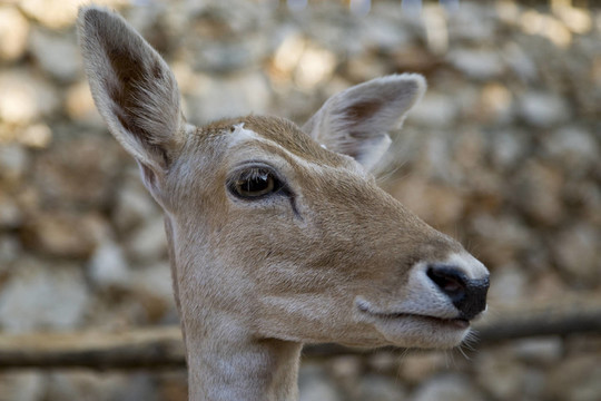 動物