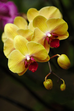 異國情調(diào)