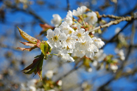 櫻花