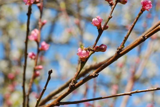 桃花