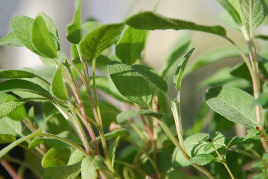 鼠尾草（鼠尾草屬）