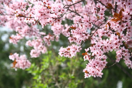 葉