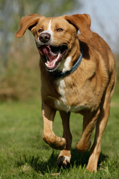 rennender mischlingshund