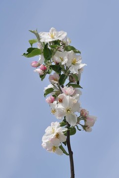 藍色