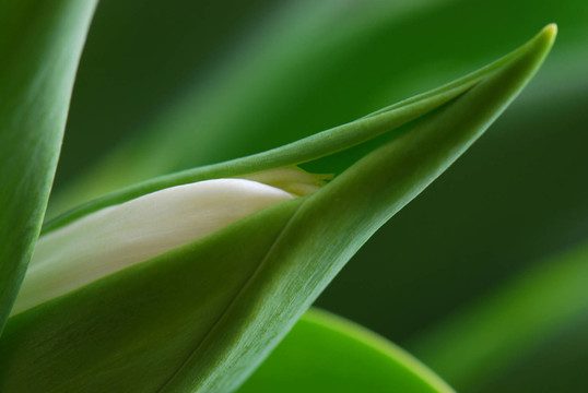 郁金香花蕾