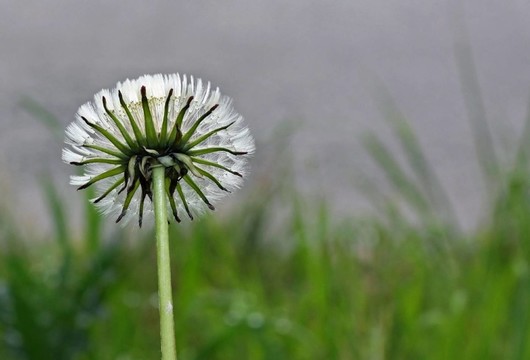 蒲公英