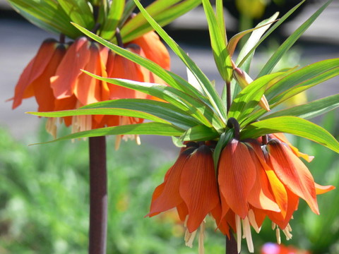開花
