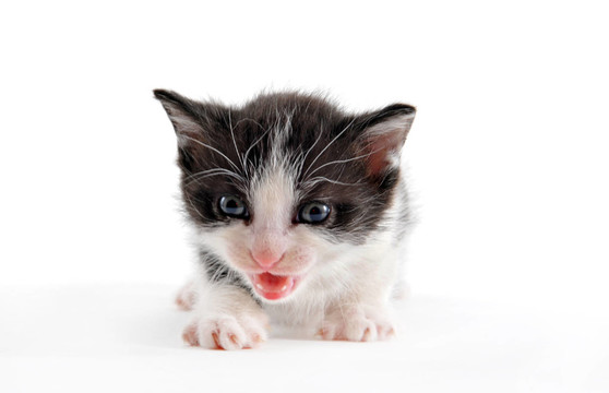 動物