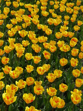 tulpenfeld