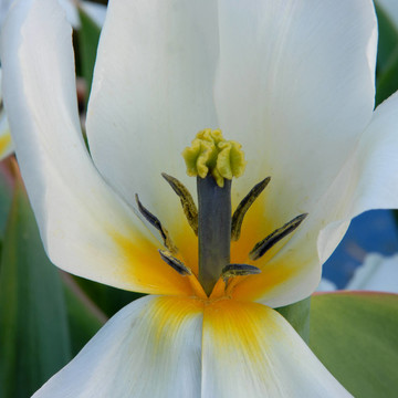 tulpenblüTE