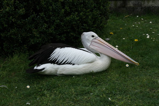 在柏林動(dòng)物公園的鵜鶘