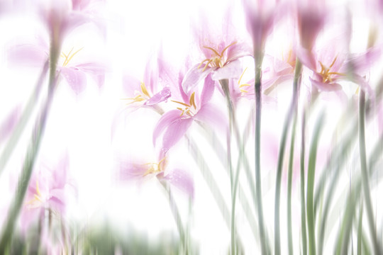 韭蘭花 水仙花