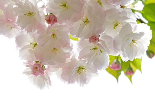 櫻花