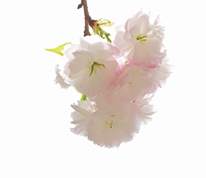 櫻花