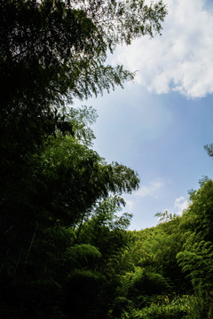 竹林