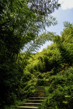 竹林