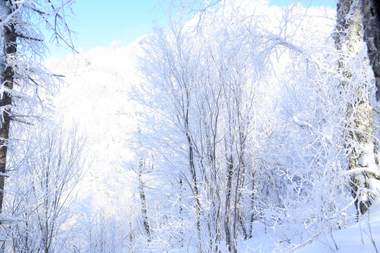 冰天雪地