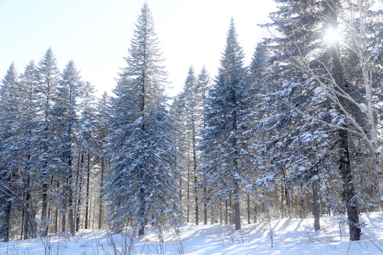 雪 樹 雪鄉(xiāng) 樹林 鄉(xiāng)村