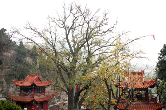 叢柏庵風(fēng)景