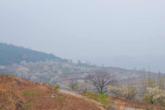 梨園春景