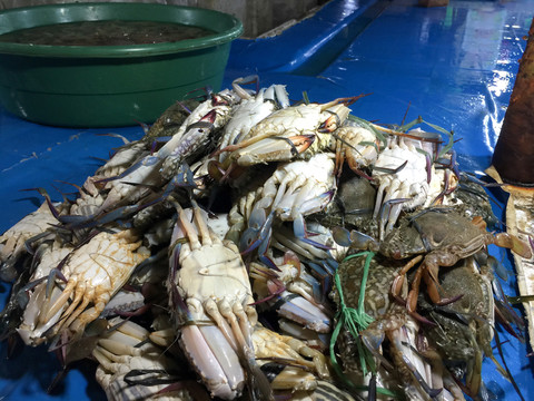 菲律賓 薄荷島 東南亞 海島