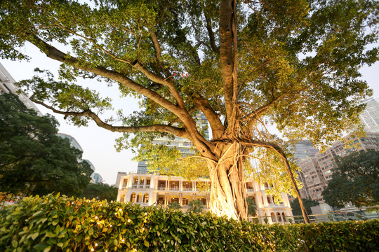 香港 海洋公園 繁華 維港