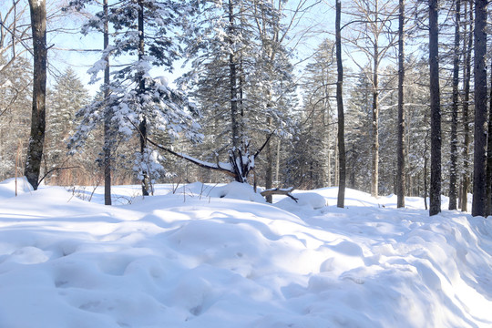 雪 樹 雪鄉(xiāng) 樹林 鄉(xiāng)村
