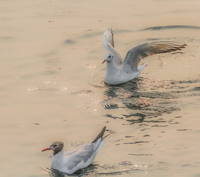 海鳥