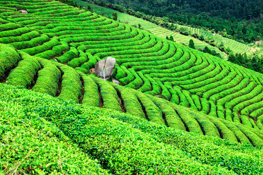 茶場(chǎng) 茶山
