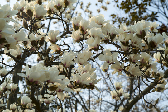 玉蘭花