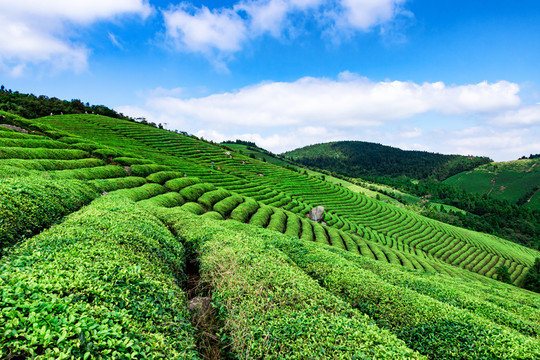 福泉山茶場