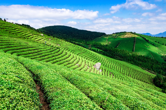 茶山茶園
