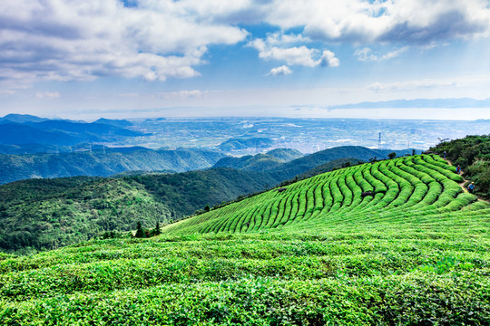 茶葉 茶山風景