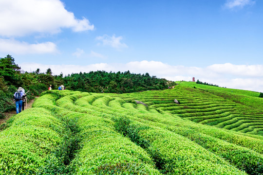 茶場茶樹