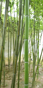青竹