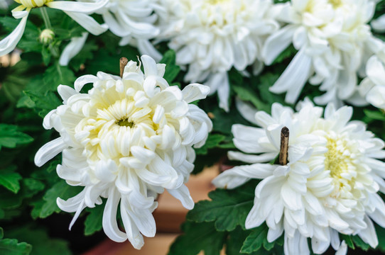 菊花