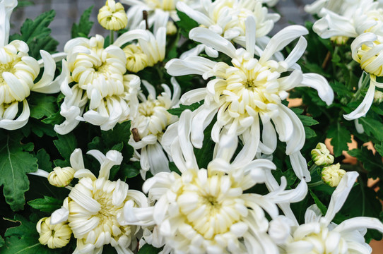 菊花