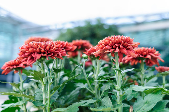 菊花